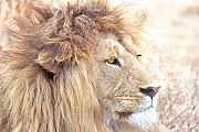 Picture 'KT1_30_35 Lion, Tanzania, Ngorongoro'